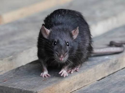 Rodents After Hurricane Season in Boca Raton: What Happens, Why It Happens, and How to Stop It